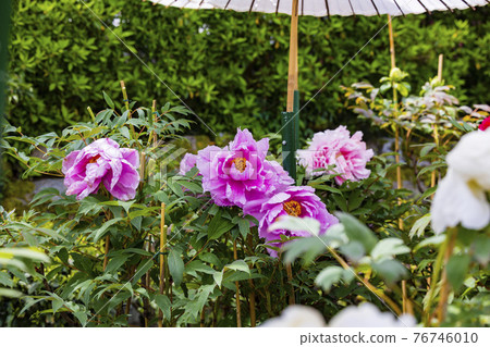 盛開的關西花寺,大摩寺青南 盛開的關西花寺,大摩寺青南 76746010