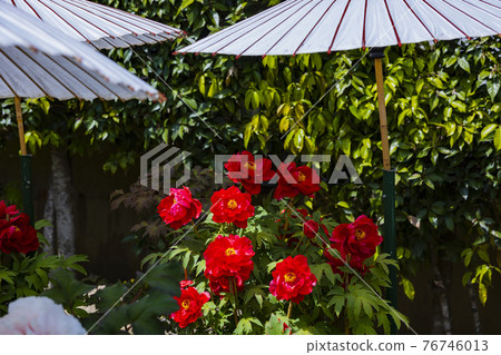 盛開的關西花寺,大摩寺青南 盛開的關西花寺,大摩寺青南 76746013