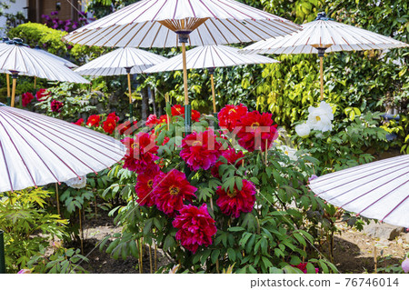 盛開的關西花寺,大摩寺青南 盛開的關西花寺,大摩寺青南 76746014