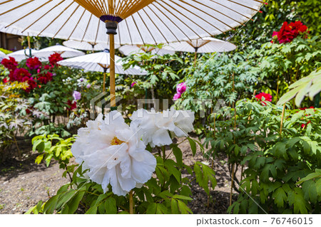 盛開的關西花寺,大摩寺青南 盛開的關西花寺,大摩寺青南 76746015