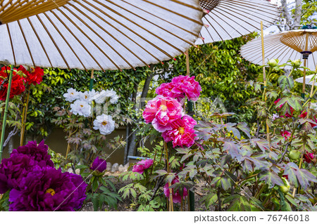 Kansai Flower Temple in full bloom, Taima-dera Seinanin Kansai Flower Temple in full bloom, Taima-dera Seinanin 76746018