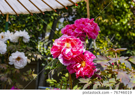 Kansai Flower Temple in full bloom, Taima-dera Seinanin Kansai Flower Temple in full bloom, Taima-dera Seinanin 76746019