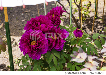 Kansai Flower Temple in full bloom, Taima-dera Seinanin 76746020