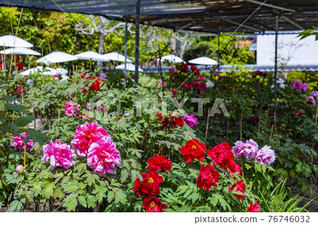 Kansai Flower Temple in full bloom, Taima-dera Seinanin 76746032