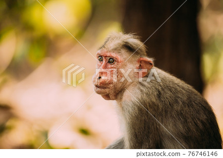 Goa, India. Old Bonnet Macaque Monkey - Macaca Radiata Or Zati. Close Up Portrait 76746146