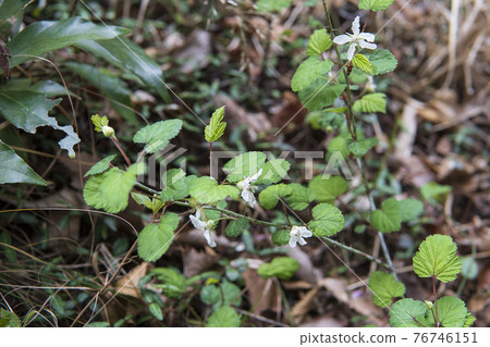 Rubus / 開花的尼加草莓分支 76746151