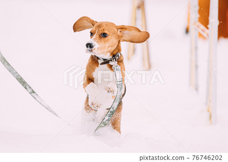Beautiful Funny Puppy Of English Beagle Playing Fast Running In Snow At Winter Day Beautiful Funny Puppy Of English Beagle Playing Fast Running In Snow At Winter Day 76746202