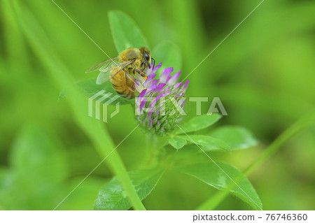A bee A bee 76746360