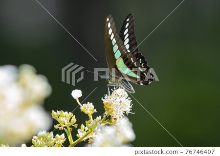 A beautiful butterfly with an attractive pastel-colored band that shines in turquoise. A beautiful butterfly with an attractive pastel-colored band that shines in turquoise. 76746407