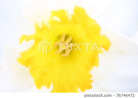 水仙花園 水仙花園 76746472