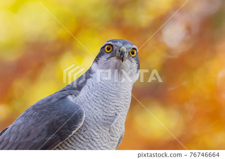位於食物鏈頂端的里山猛禽,蒼鷹是老鷹的代名詞 位於食物鏈頂端的里山猛禽,蒼鷹是老鷹的代名詞 76746664