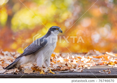 Satoyama raptors located at the top of the food chain, goshawk synonymous with hawks Satoyama raptors located at the top of the food chain, goshawk synonymous with hawks 76746670