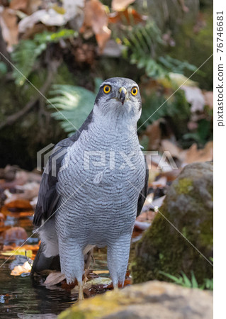 Satoyama raptors located at the top of the food chain, goshawk synonymous with hawks 76746681