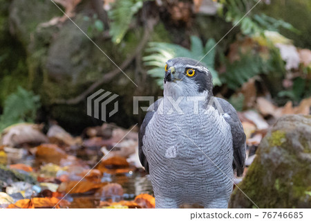 Satoyama raptors located at the top of the food chain, goshawk synonymous with hawks 76746685
