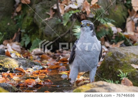Satoyama raptors located at the top of the food chain, goshawk synonymous with hawks 76746686