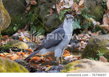 Satoyama raptors located at the top of the food chain, goshawk synonymous with hawks 76746697