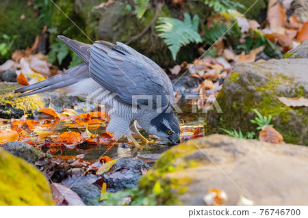 Satoyama raptors located at the top of the food chain, goshawk synonymous with hawks 76746700