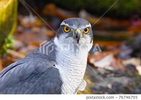 Satoyama raptors located at the top of the food chain, goshawk synonymous with hawks 76746705