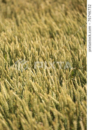 Ear of wheat Ear of wheat 76746732