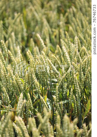 Ear of wheat Ear of wheat 76746733