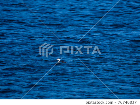 Birds that appeared on the surface of the water 76746837