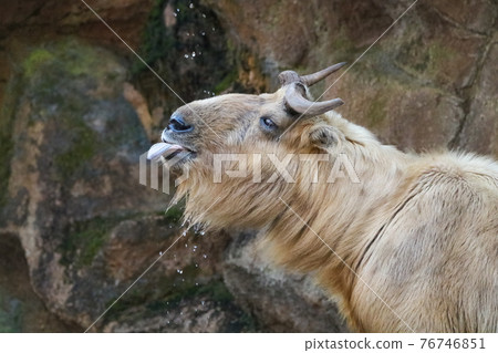 [Tama Zoological Park] Golden Takin 76746851