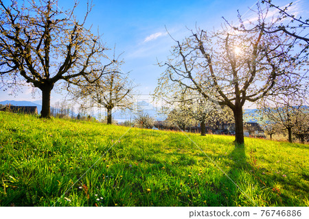 Cherry trees in blossom in Switzerland Cherry trees in blossom in Switzerland 76746886