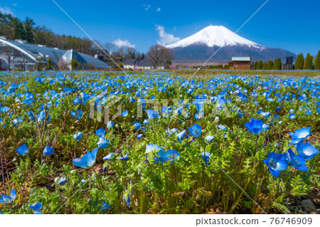 富士和 Nemophila 的藍色地毯 76746909