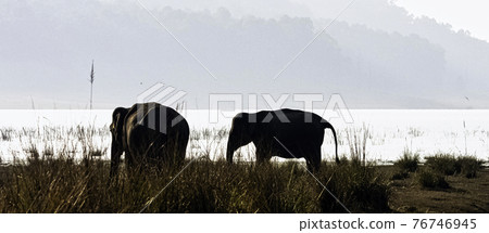 Indian elephants with Ramganga Reservoir in background - Jim Corbett National Park, India Indian elephants with Ramganga Reservoir in background - Jim Corbett National Park, India 76746945