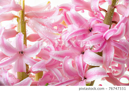 Flower hyacinth pink color close-up 76747331