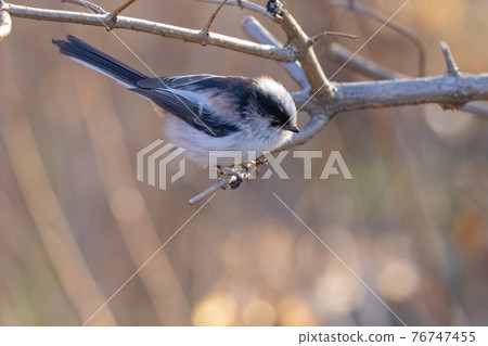Long-tailed tit, a small white bird with a lovely gesture 76747455