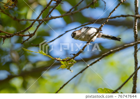Long-tailed tit, a small white bird with a lovely gesture 76747644