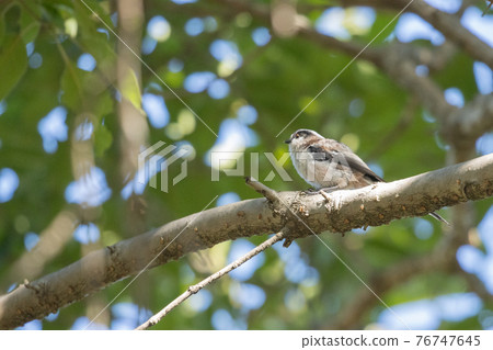 Long-tailed tit, a small white bird with a lovely gesture 76747645