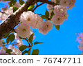 Up of double cherry blossoms that shine in the blue sky 76747711