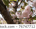 Double cherry blossoms illuminated by the afternoon sun 76747712