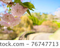Sunny afternoon road and double cherry blossoms 76747713