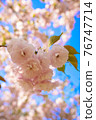 Double cherry blossoms against the blue sky 76747714