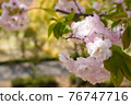 Double cherry blossom up and road in the background 76747716