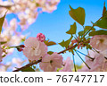 Double cherry blossoms that shine in the blue sky in the background 76747717