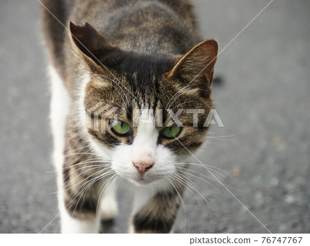 貓在漁港 76747767