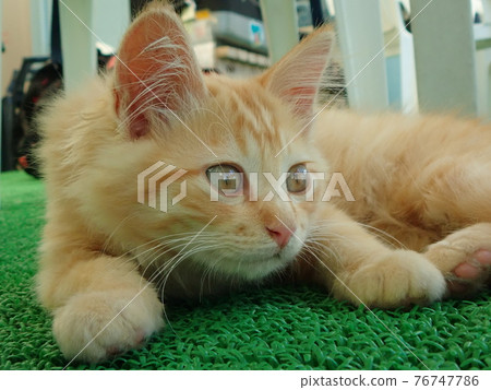 Kitten in the port of Ito 76747786