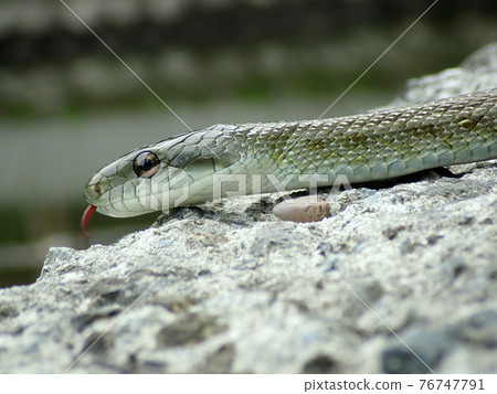 Aoba Castle Aodai Show 76747791