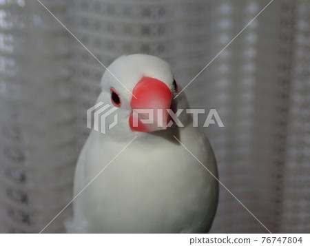 Hand-held white sparrow Hand-held white sparrow 76747804