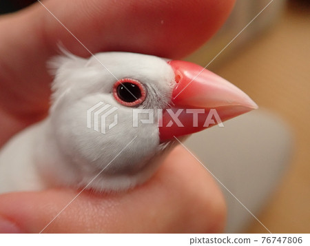Nigi Nigi White Sparrow Nigi Nigi White Sparrow 76747806