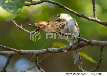 Familiar wild bird great tit with a cute chest tie Familiar wild bird great tit with a cute chest tie 76747840