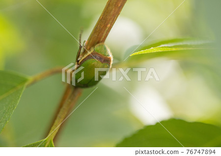 Cetoniinae, a beetle that dives into flowers and helps pollination Cetoniinae, a beetle that dives into flowers and helps pollination 76747894