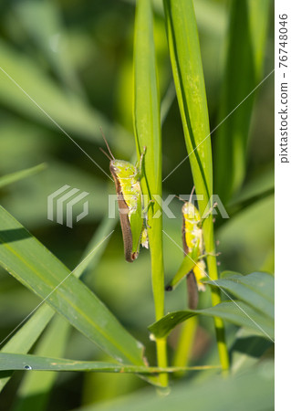 Oxya yezoensis,一種喜歡禾本科植物的農業害蟲 Oxya yezoensis,一種喜歡禾本科植物的農業害蟲 76748046