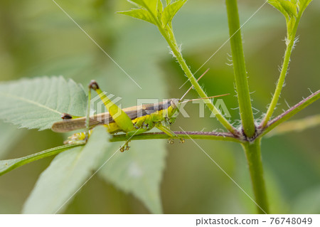 Oxya yezoensis, an agricultural pest that loves gramineous plants Oxya yezoensis, an agricultural pest that loves gramineous plants 76748049