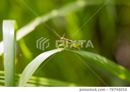Oxya yezoensis, an agricultural pest that loves gramineous plants Oxya yezoensis, an agricultural pest that loves gramineous plants 76748058