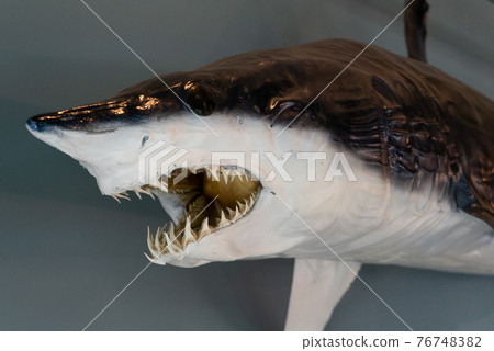 stuffed shark real